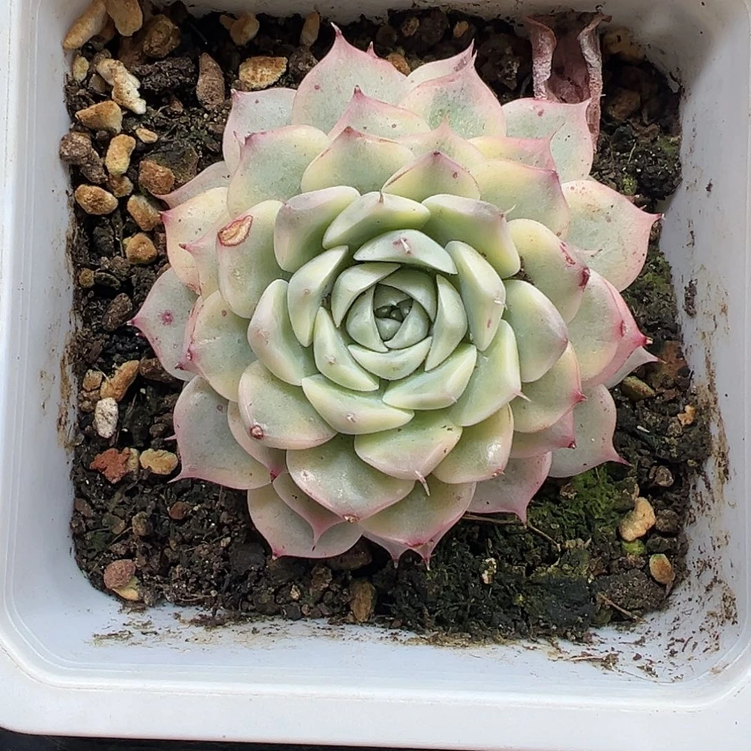 海琳娜锦多肉植物