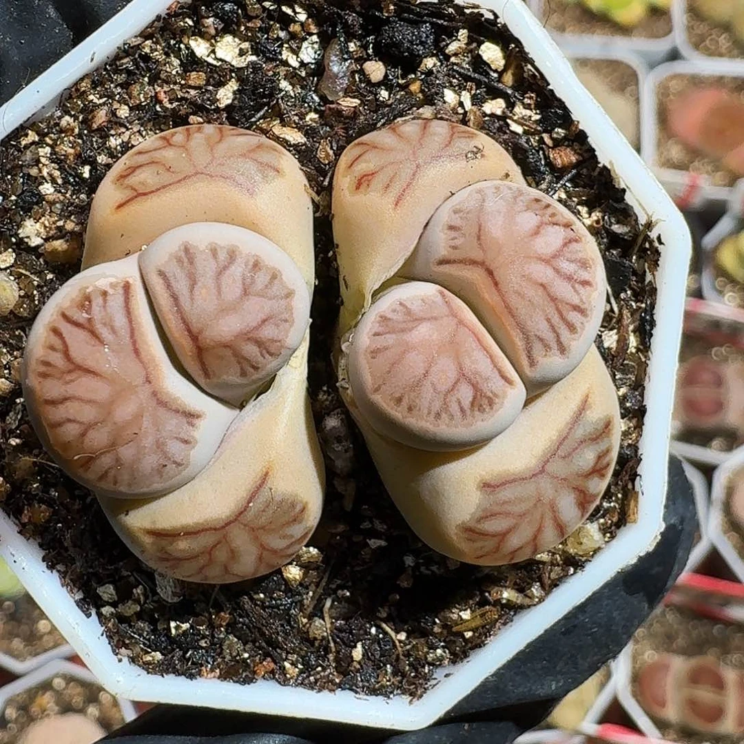 生石花233:：。  125