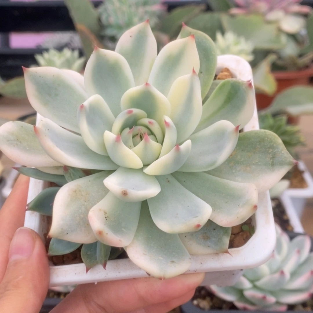 288锦锦锦锦锦锦锦锦锦