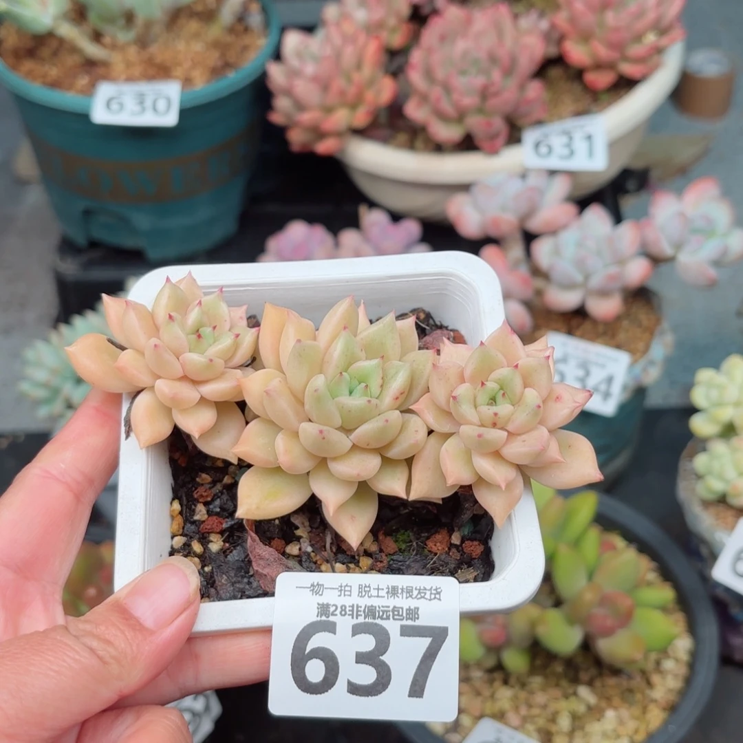 黄金璀璨无盆土发货