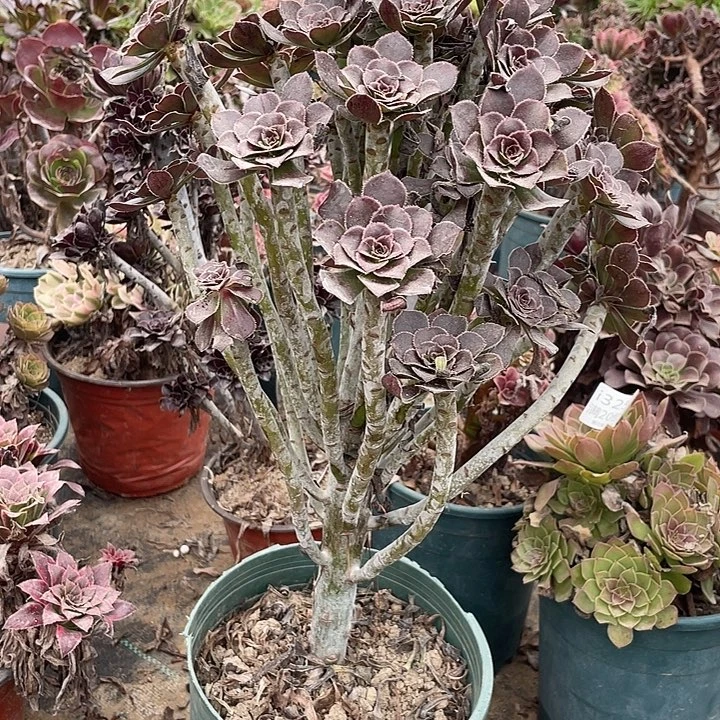 344灰法师多肉法师多肉