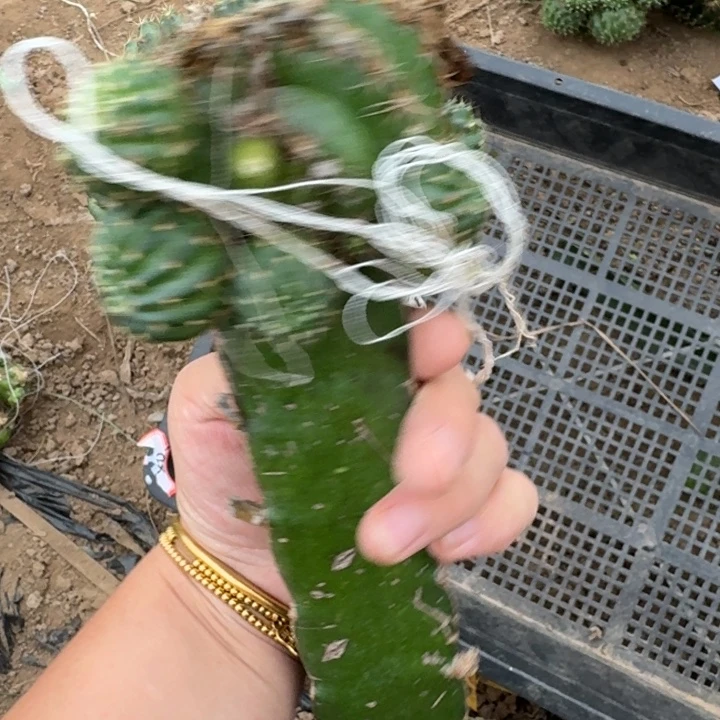 354嫁接丽花斑修根发