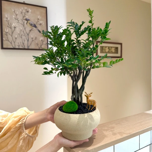 禅意老桩丛林小叶紫檀盆栽盆景室内客厅办公室桌面观叶绿植