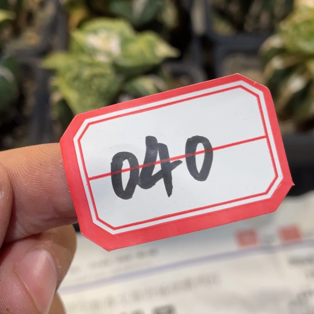 无花朵仙人球开花040