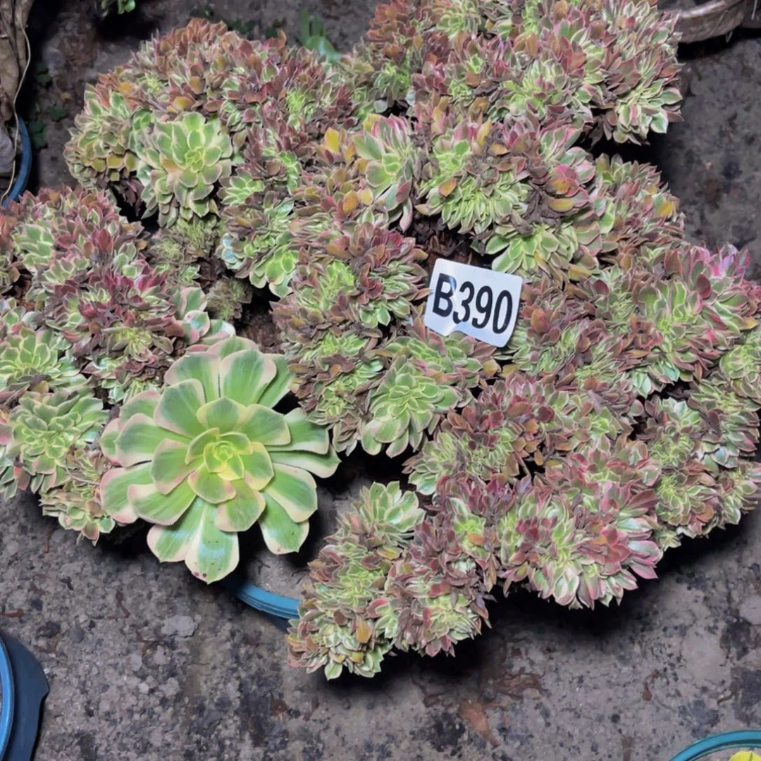 女郎法师16///48包邮