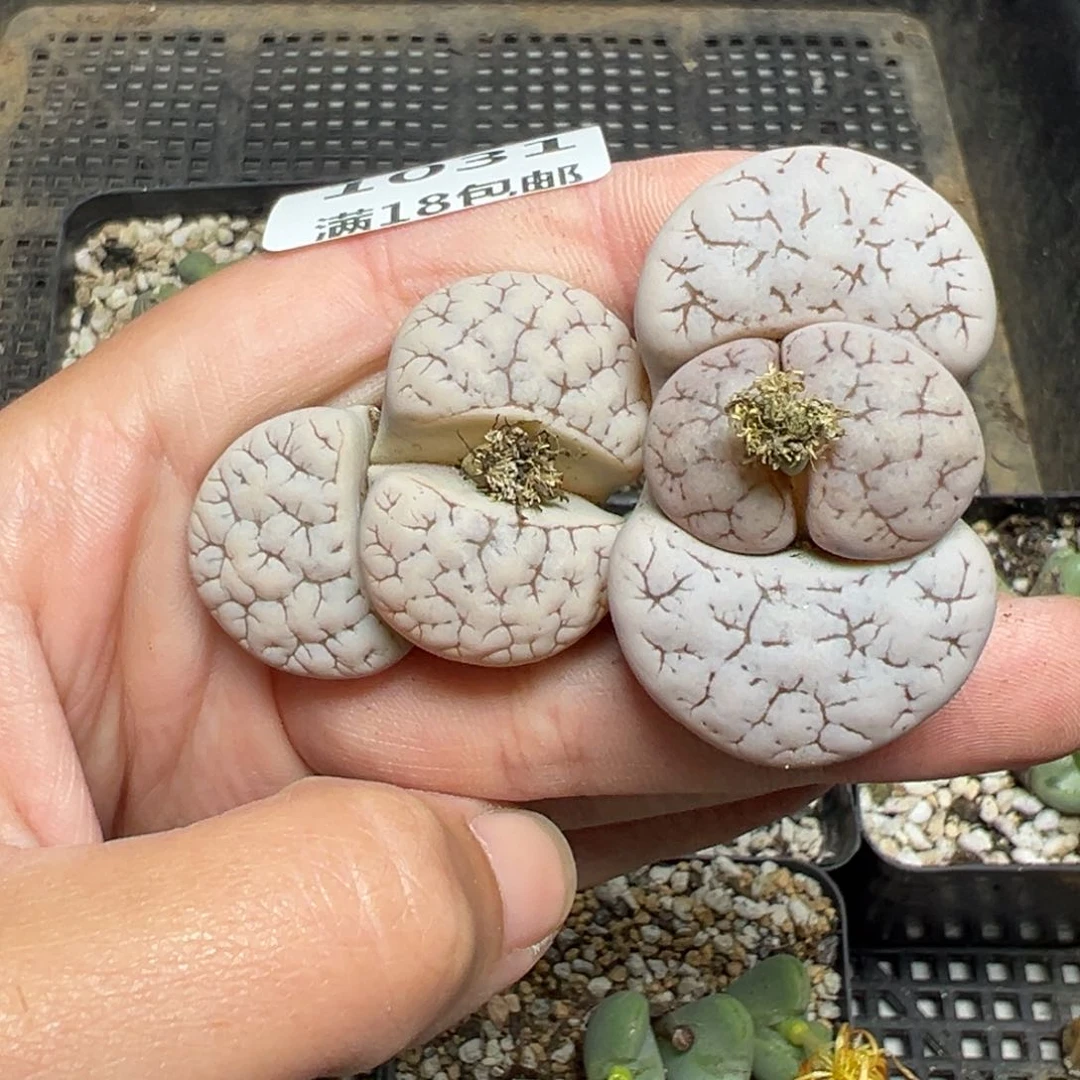 【闪购商品】小**啵1031……