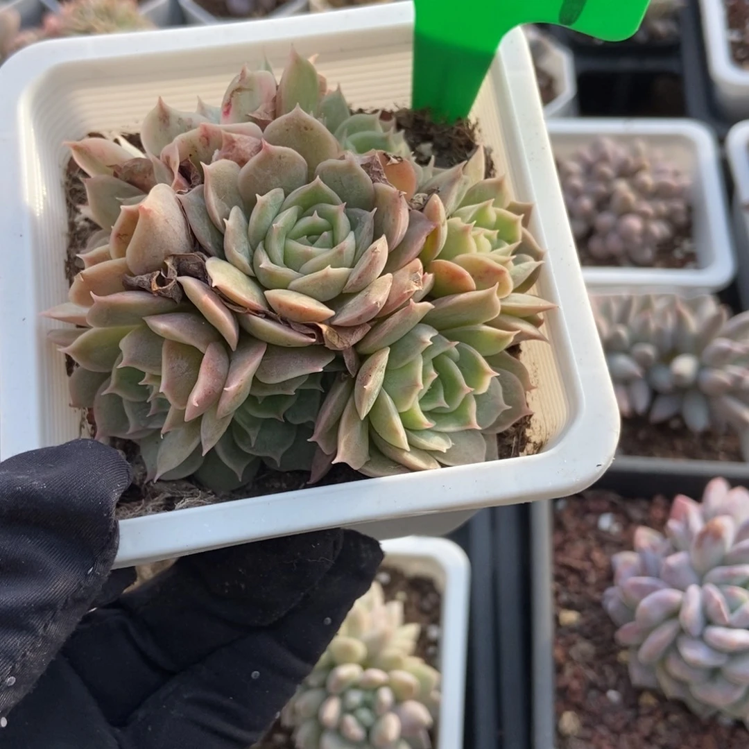 6701盎司诺多肉植物