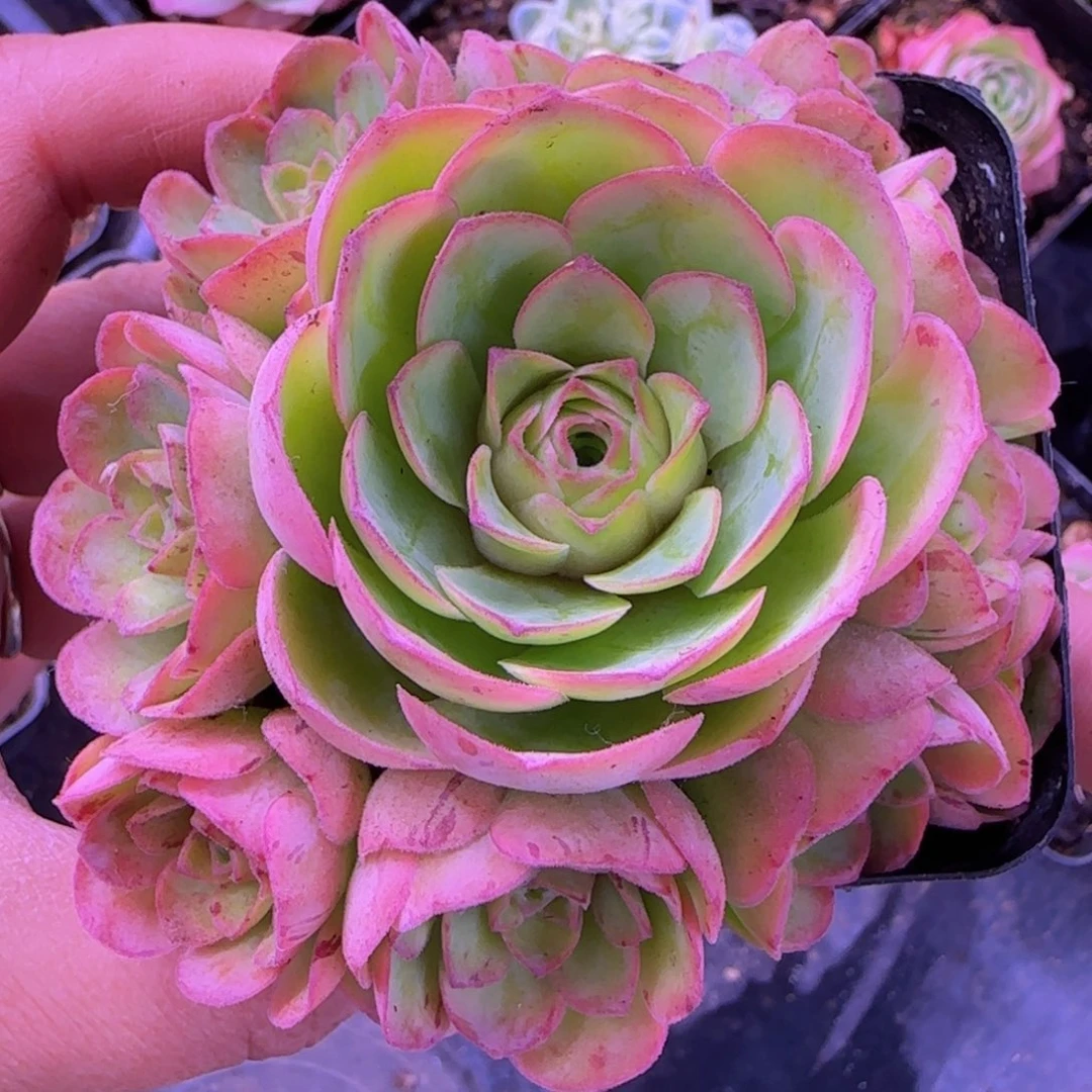 四月天玫瑰七方杯868