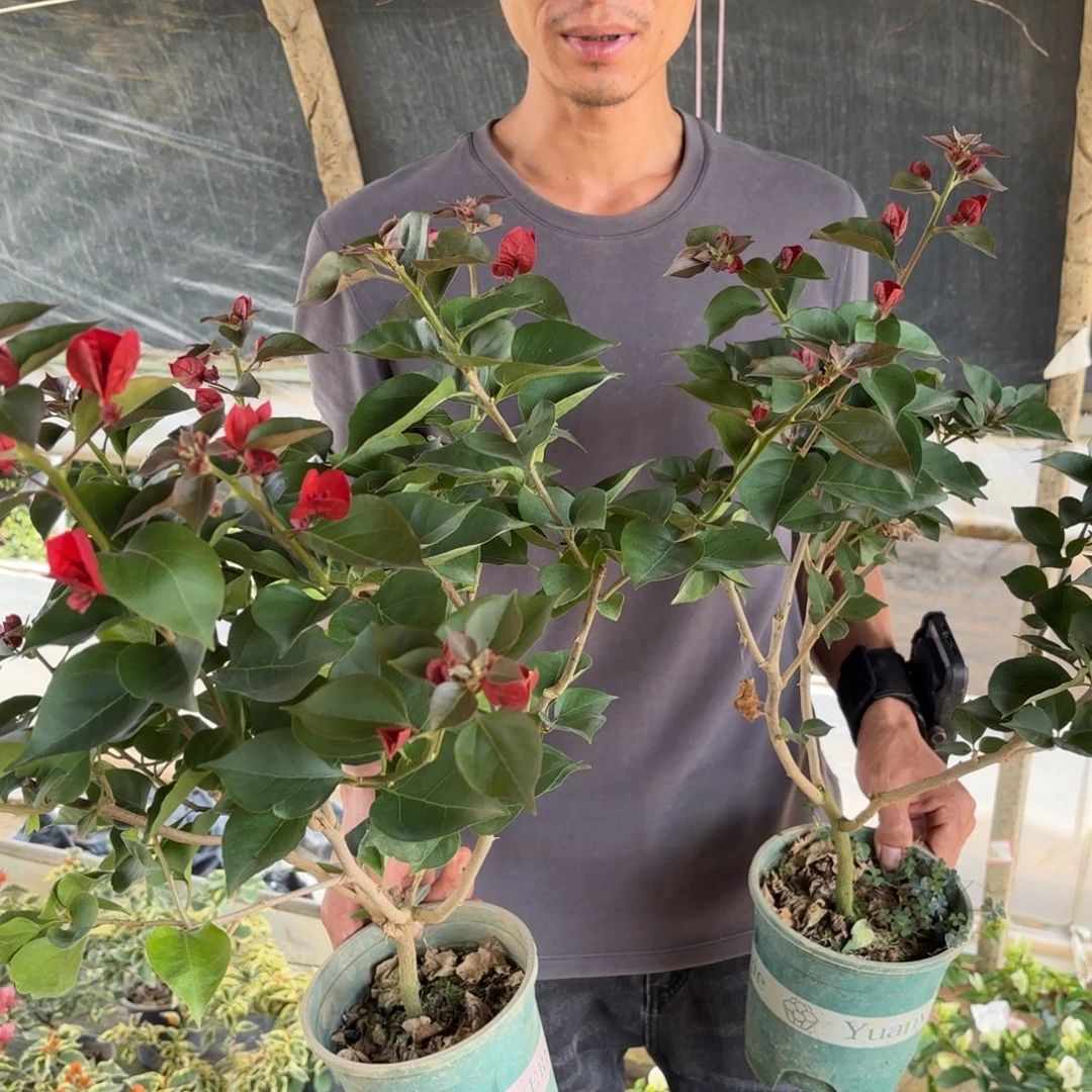 完全开放（血红）三角梅会落花落叶会光杆苗有大有小