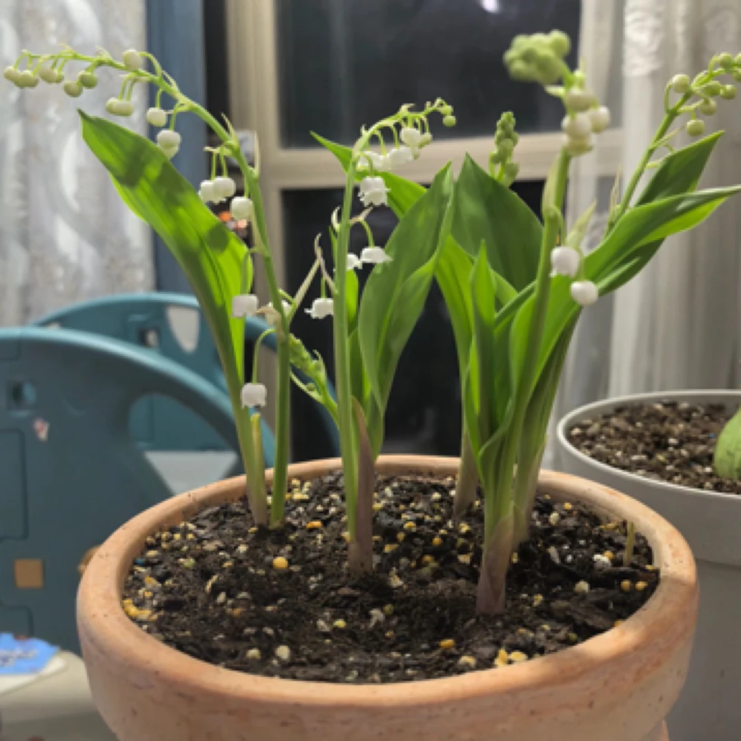 【进口铃兰花盆栽】浓香型室内外绿植庭院花卉植物
