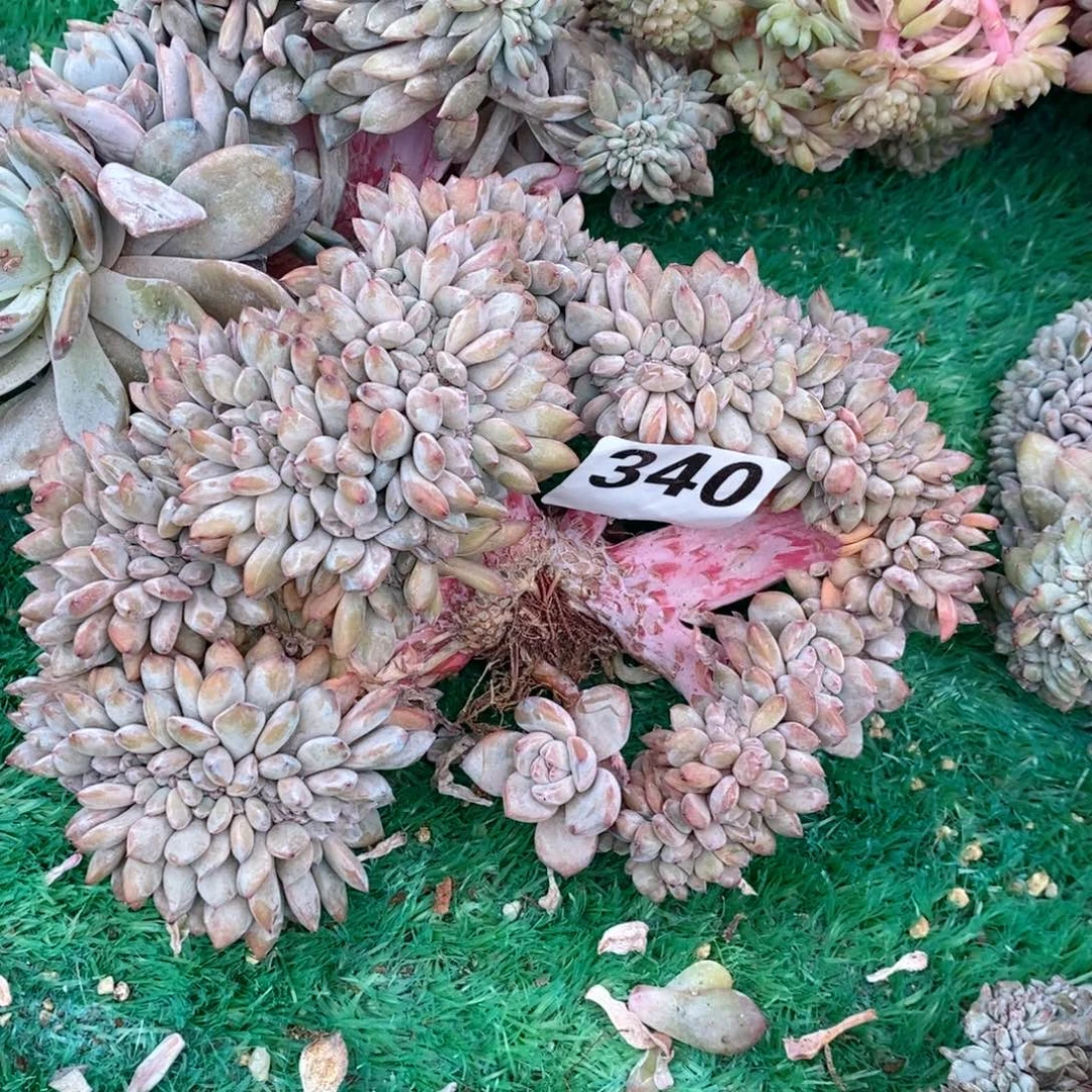 心***泉340突尼斯石榴籽呀呀呀