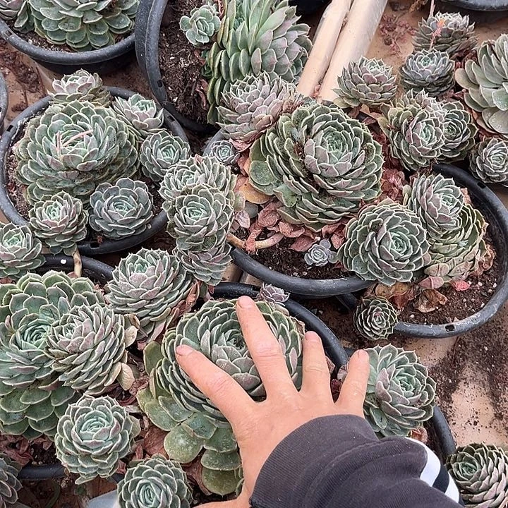 昂斯诺2颗12.88多肉植物