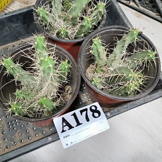 当前无花栽培后可以开花a178