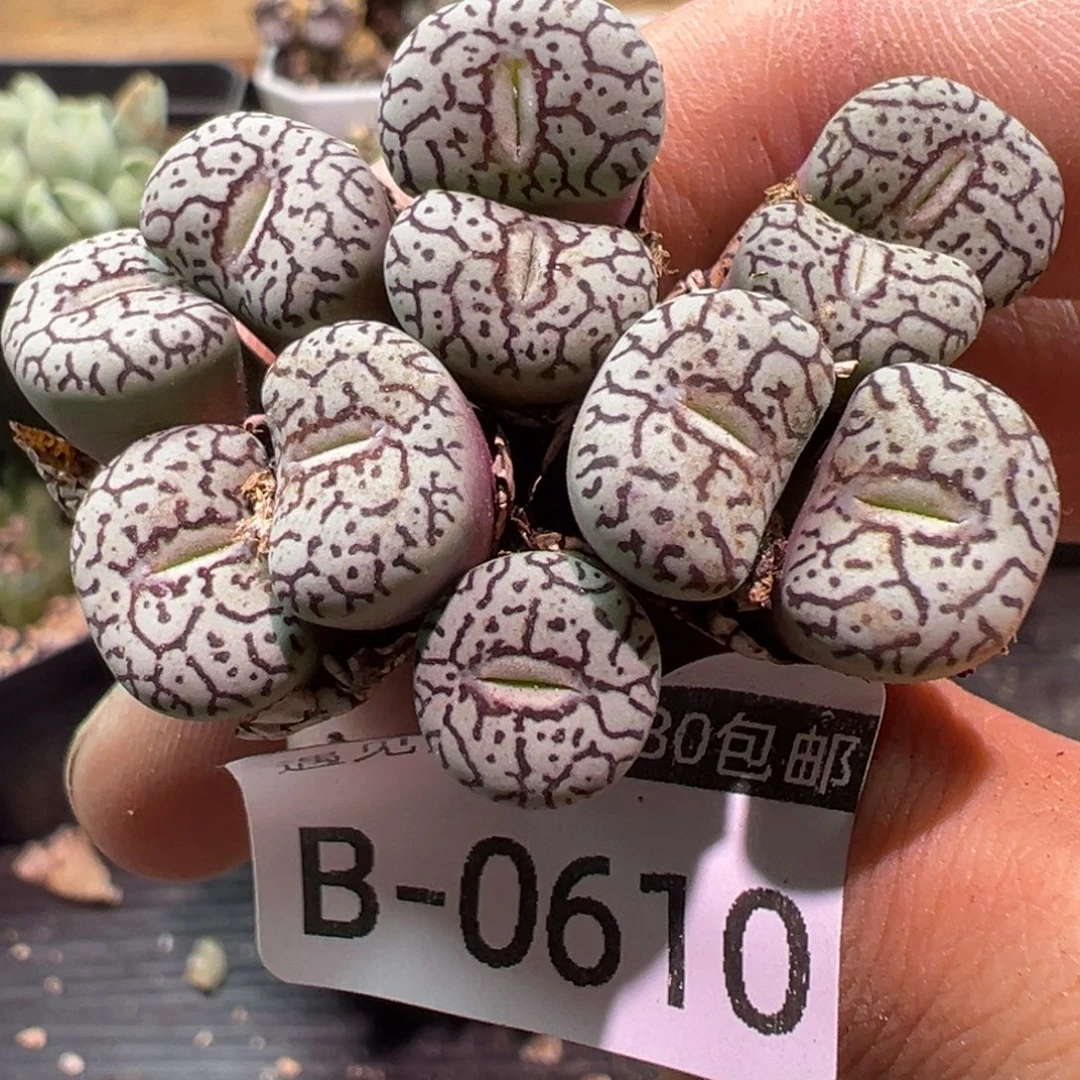 多肉植物1111111111111