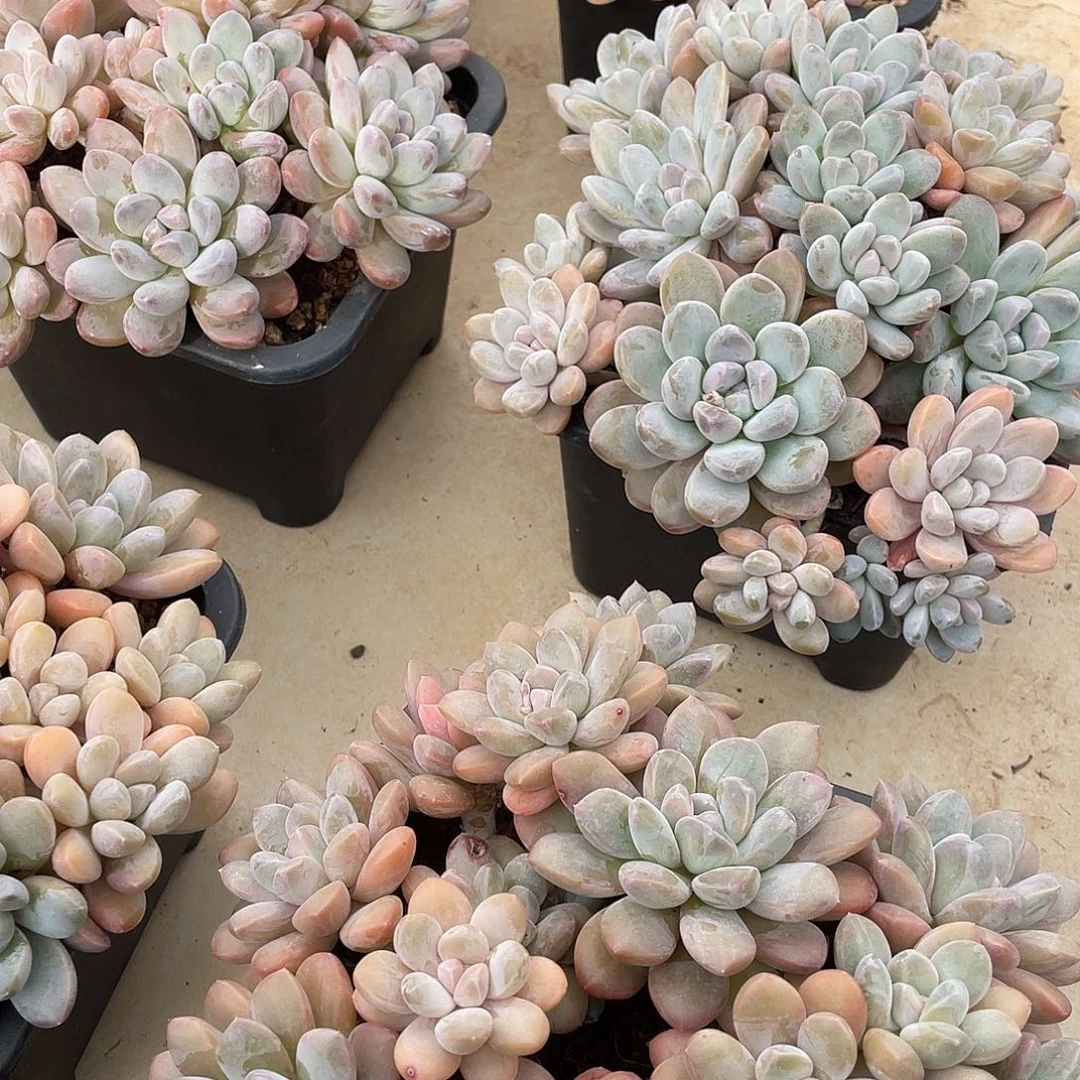 香芋精控老桩群生18厘米可挑