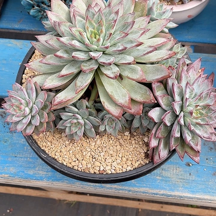 蔷***院多肉植物一物一拍