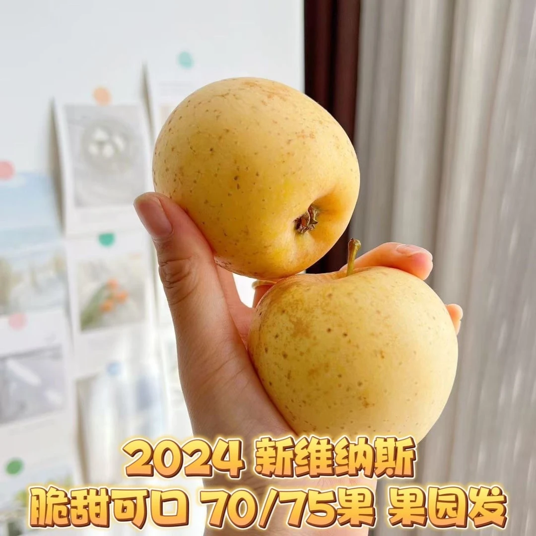 山东黄金维纳斯苹果当季新鲜水果非奶油富士脆甜多汁果园直发香甜