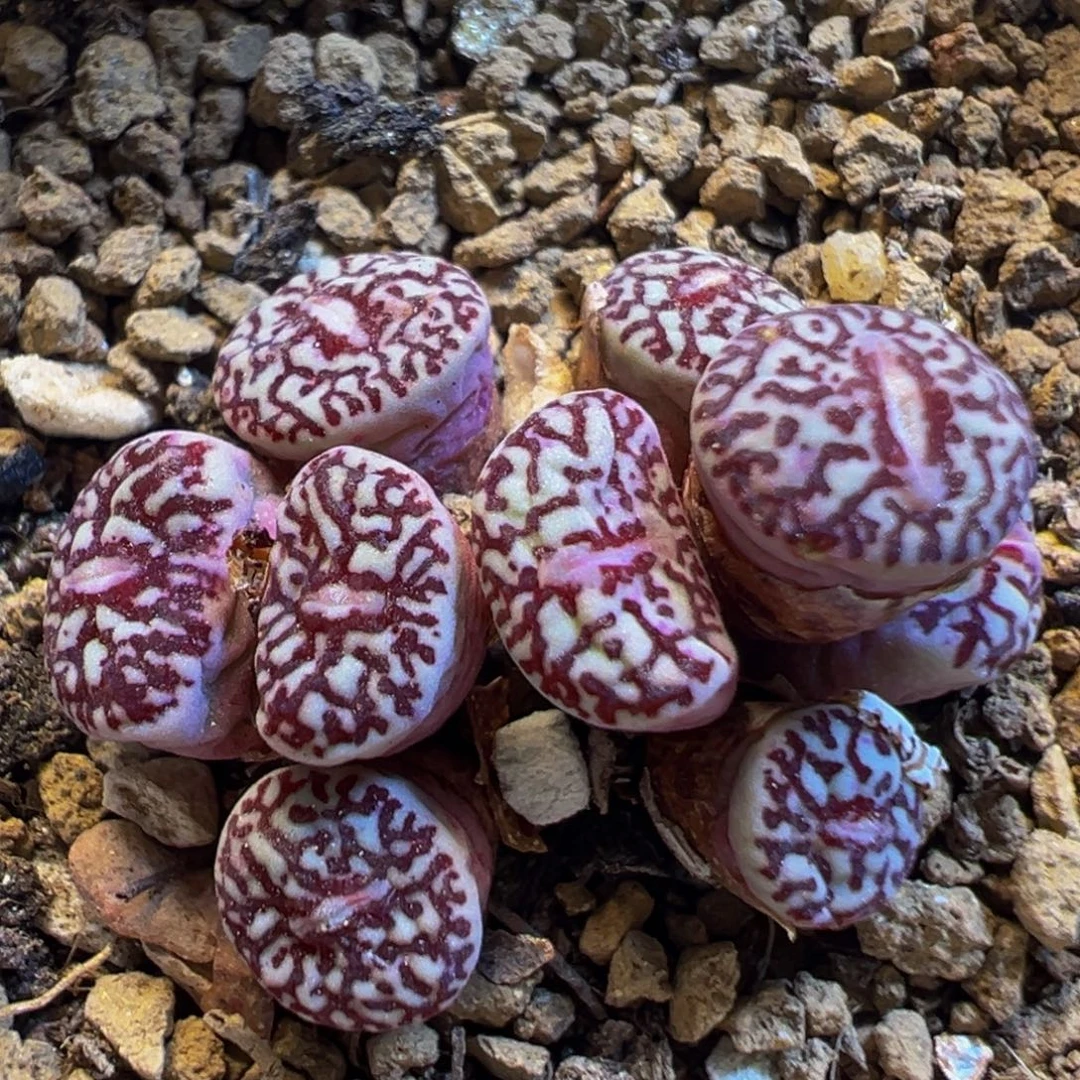 32多肉植物百科知识