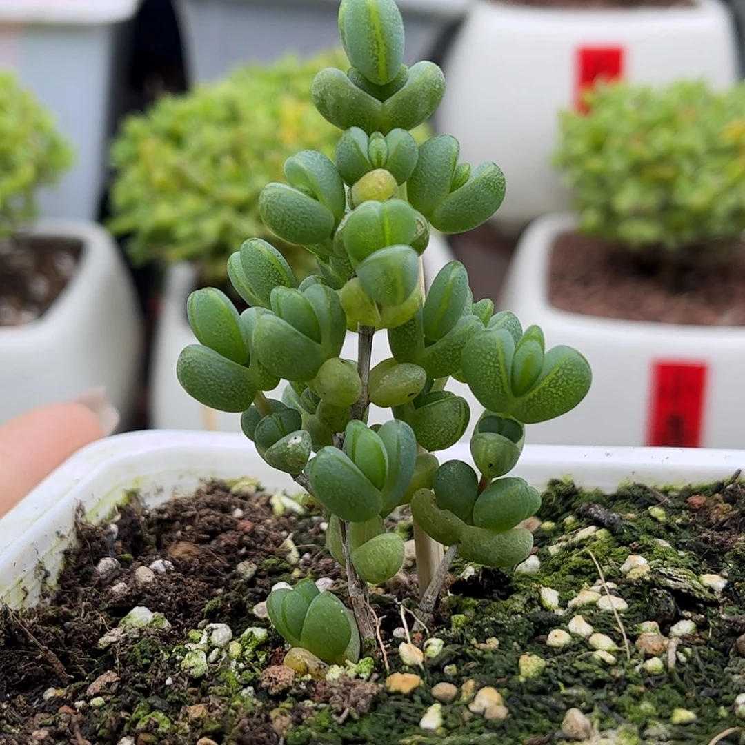 43元宝优选枝干番杏