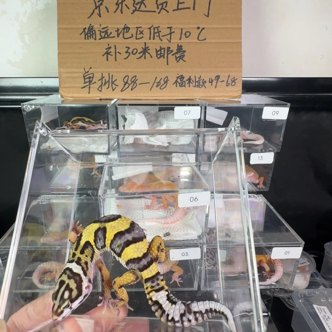 豹纹守宫1土匪弟弟