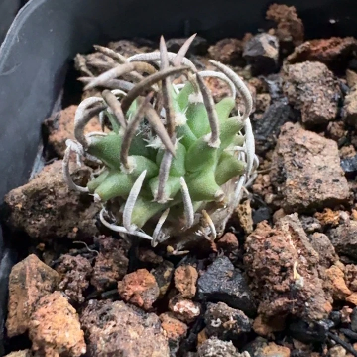 升龙丸实生仙人球