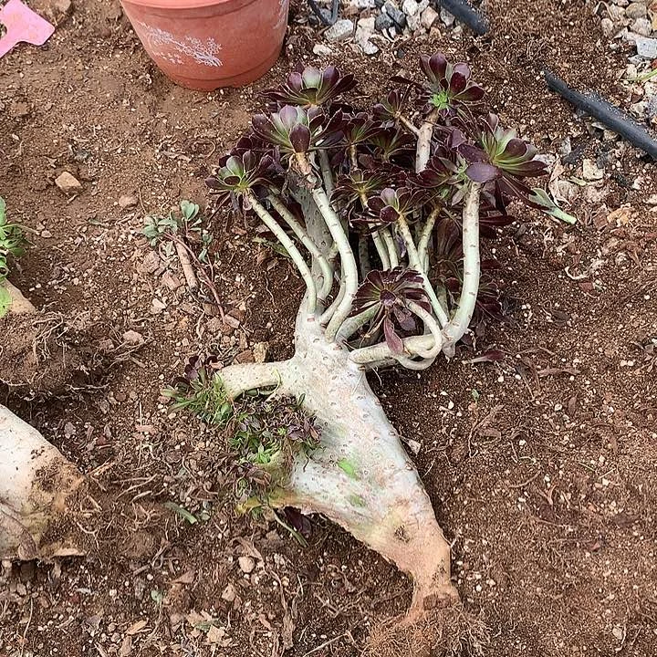 瑕疵碧螺春缀化脱土不带盆