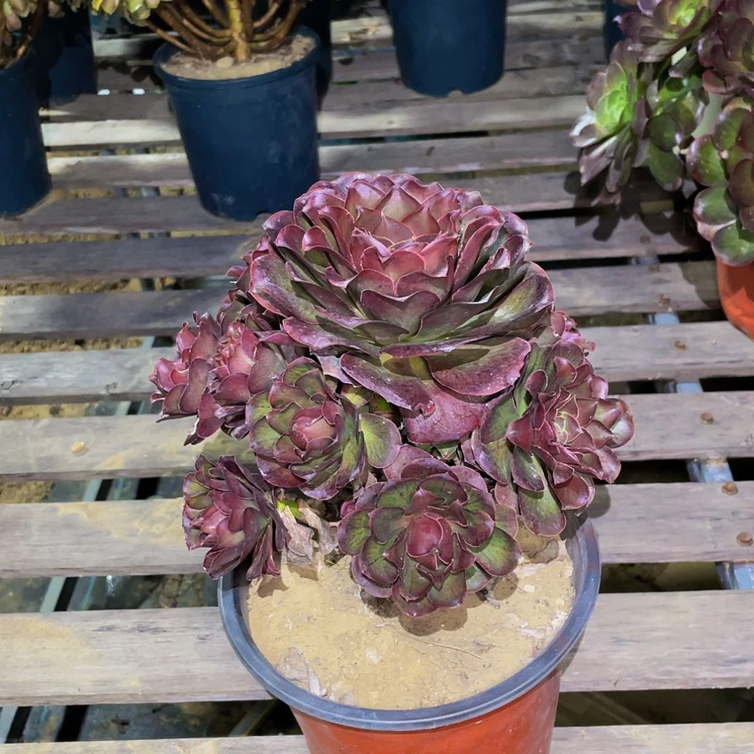 多肉植物法师魅金玫瑰手捧