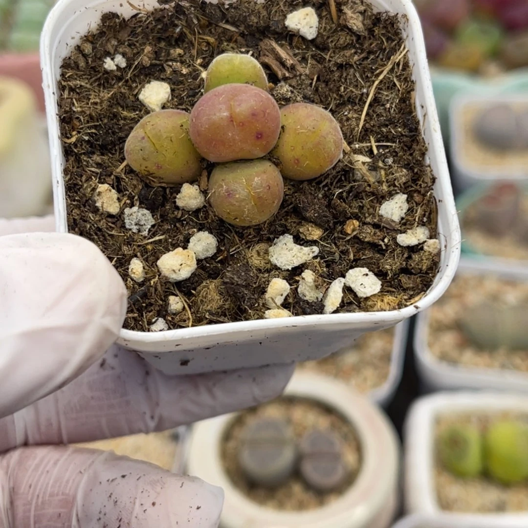 多肉植物一物一拍148