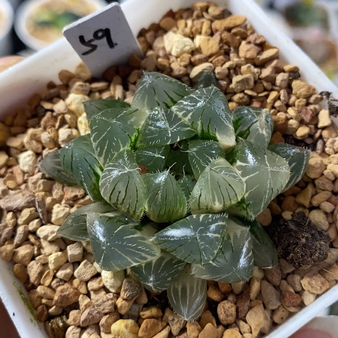 59赤线十二卷多肉植物