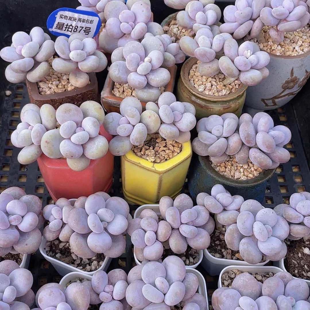 量拍87号 大叶奶水光针原始奶双头一个