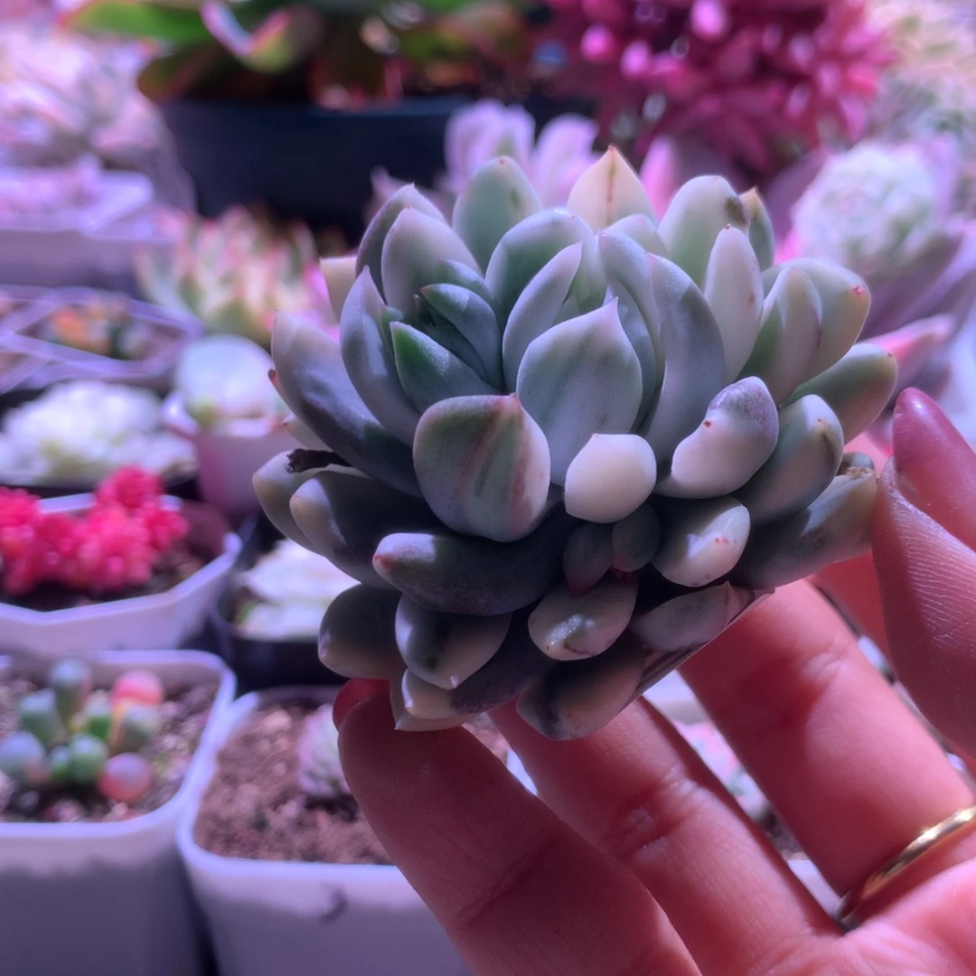 女美月锦砍头无根