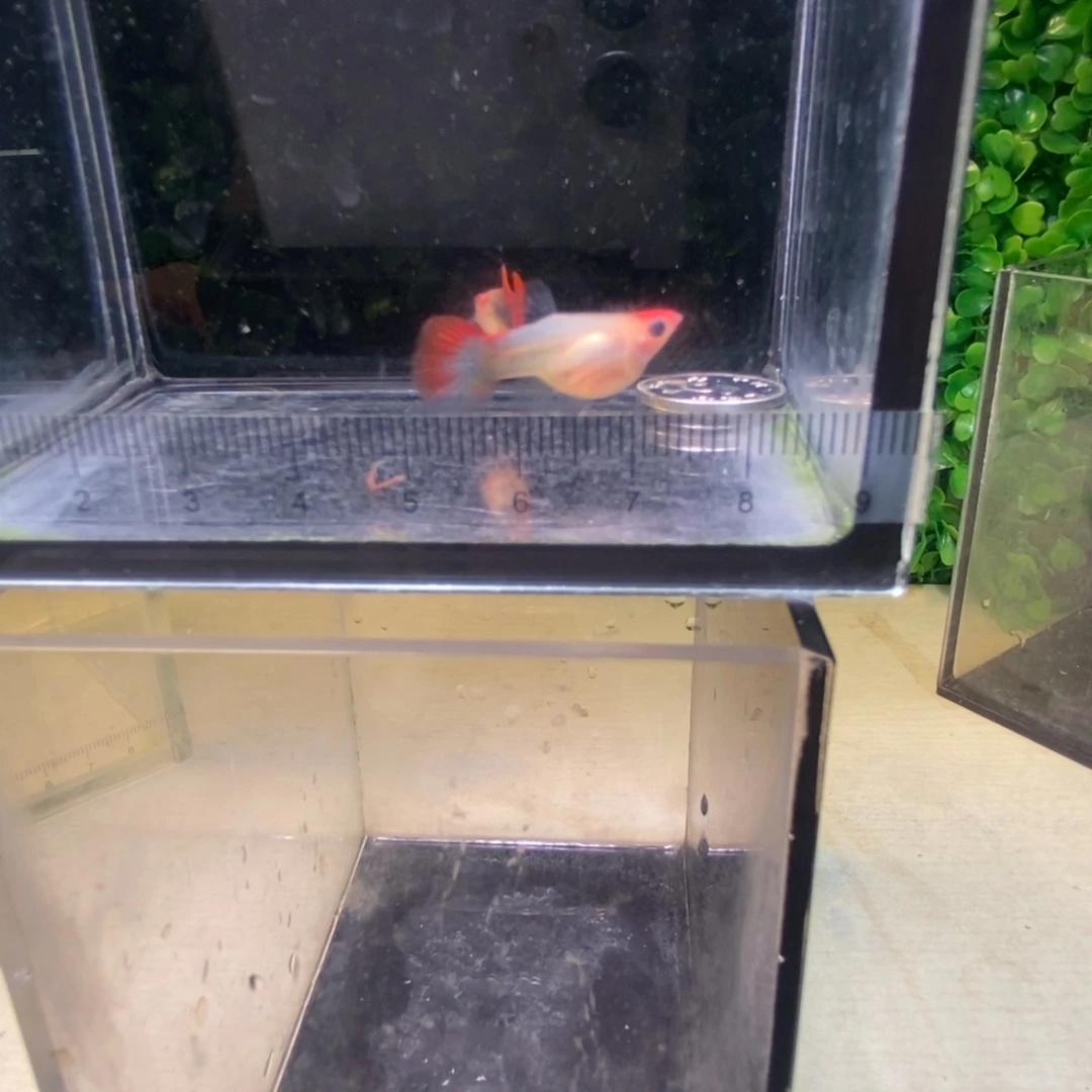 孔雀鱼红头玻璃猫短球体一对