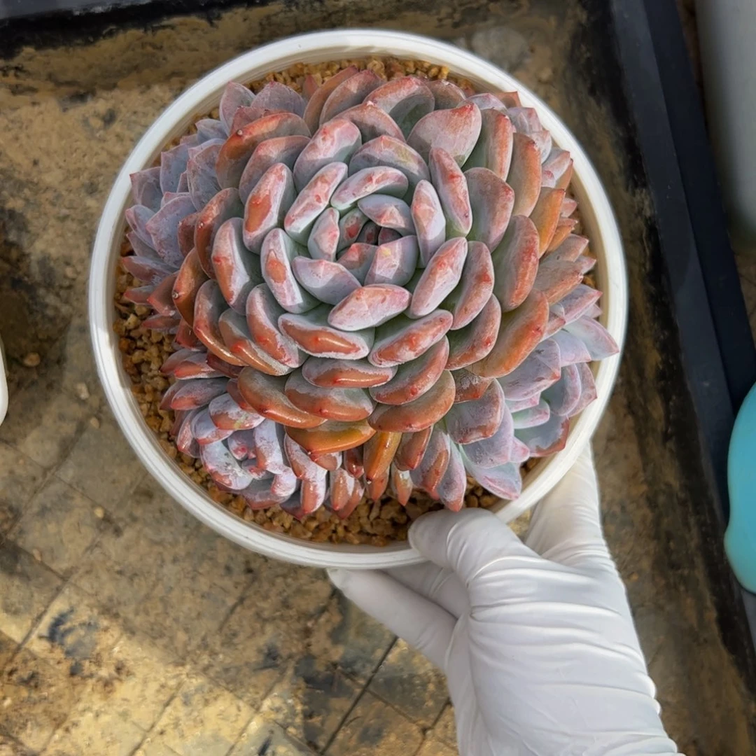 ****l多肉植物多肉植物