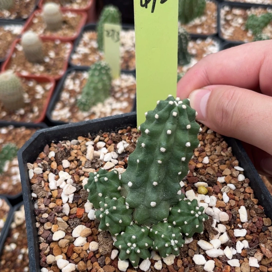 鹿角柱实生仙人球鬼见城472