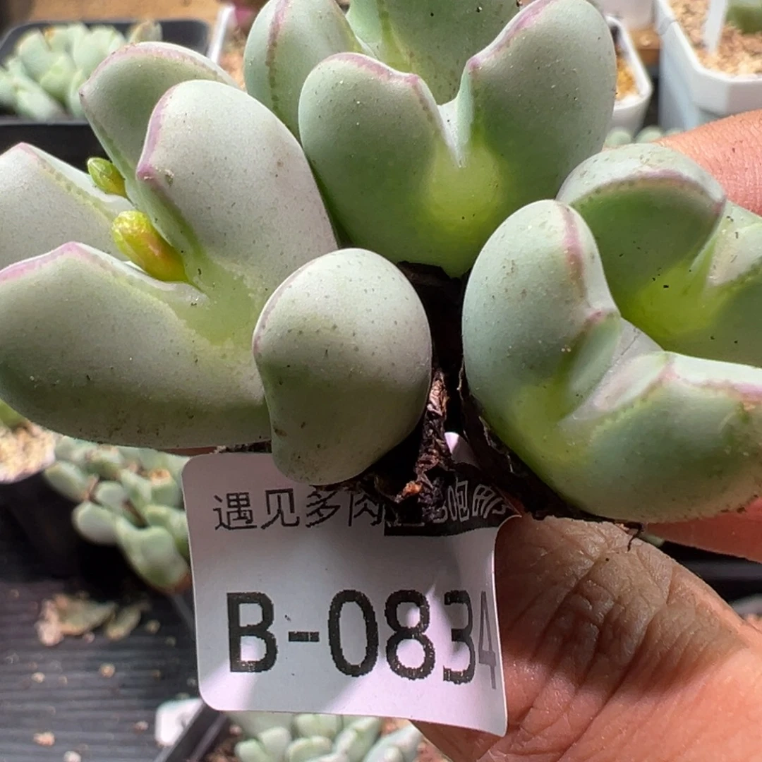 多肉植物111111111111