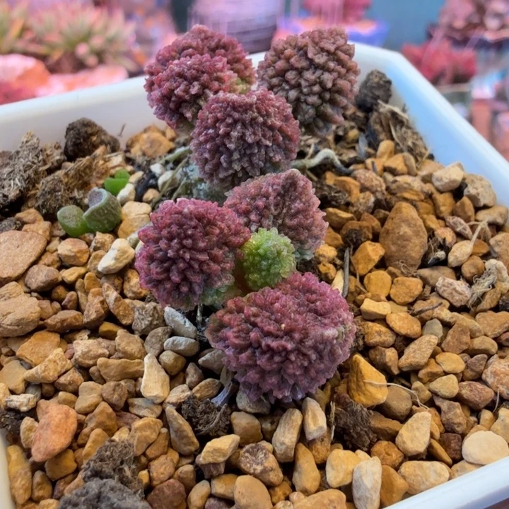 日***面水蜜桃和草莓都很好吃的