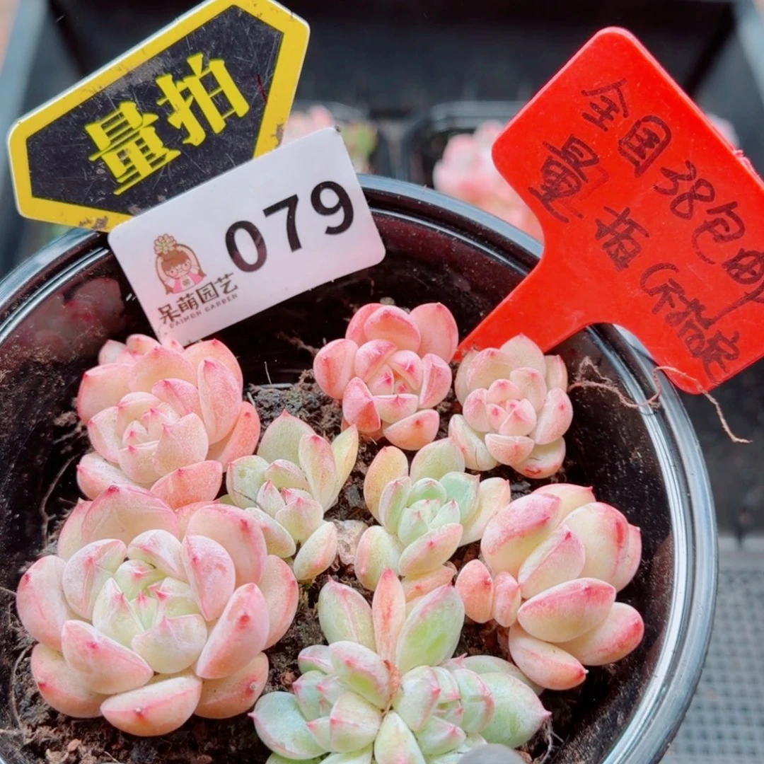 多肉植物多肉植物