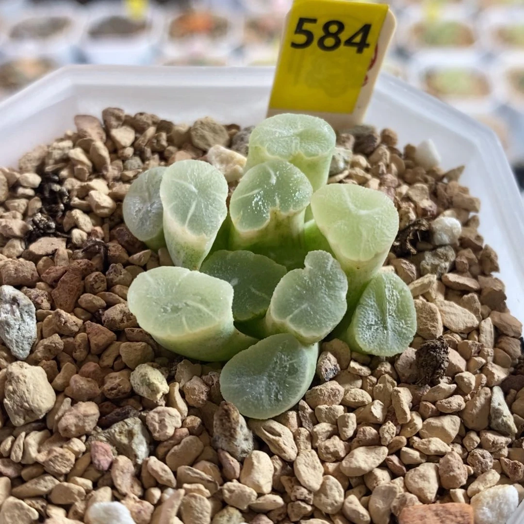 584号实生万象锦带盆发货