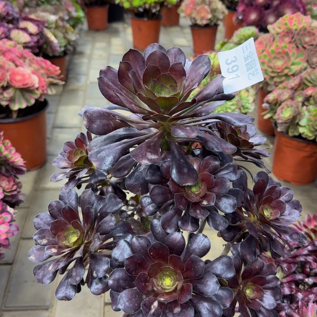 丹多肉植物291晚霞