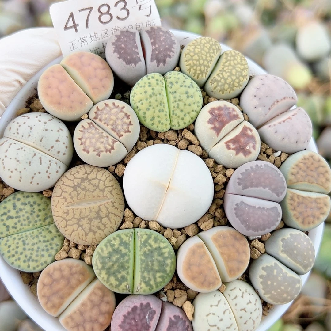 4783 好养易活生石花大母本9cm盆