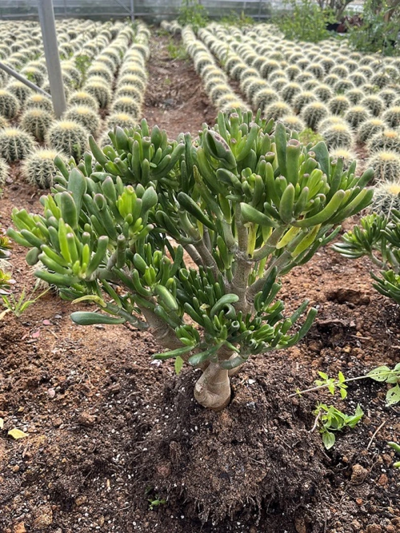 5年老桩吸米树  新手好看好养精品多肉植物 云南昆明发货
