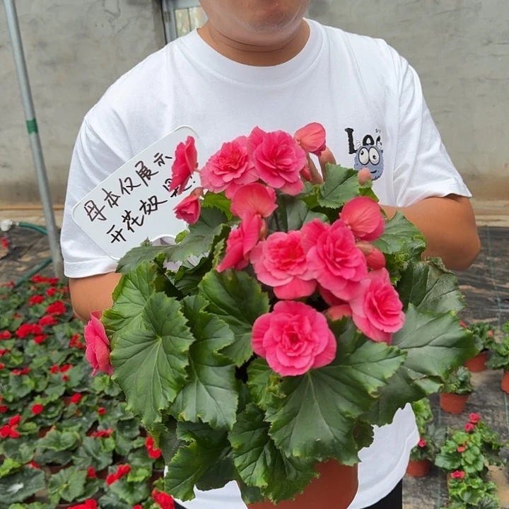 大部分花苞少量开放带花苞风暴