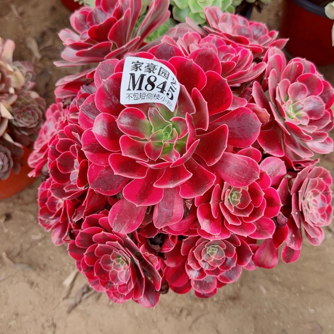 凤冠发师845冠幅30