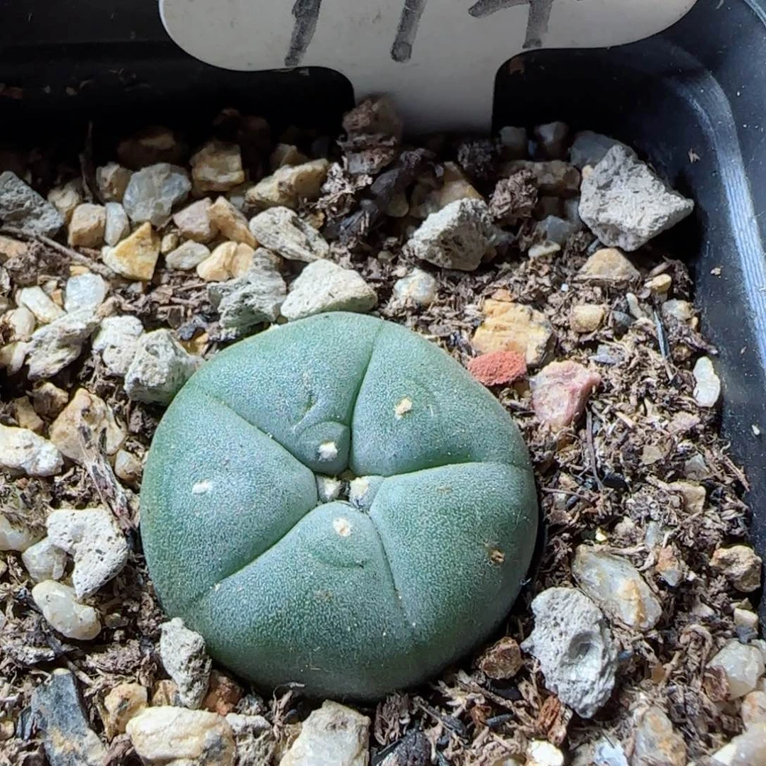 114实生肋骨草球多肉0000