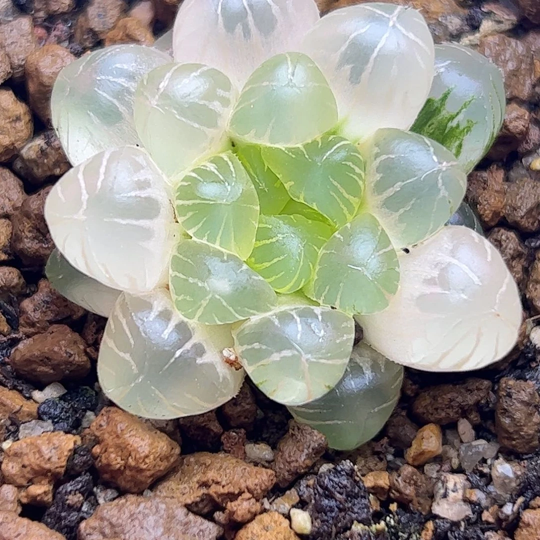 糊斑姬玉露锦十二卷