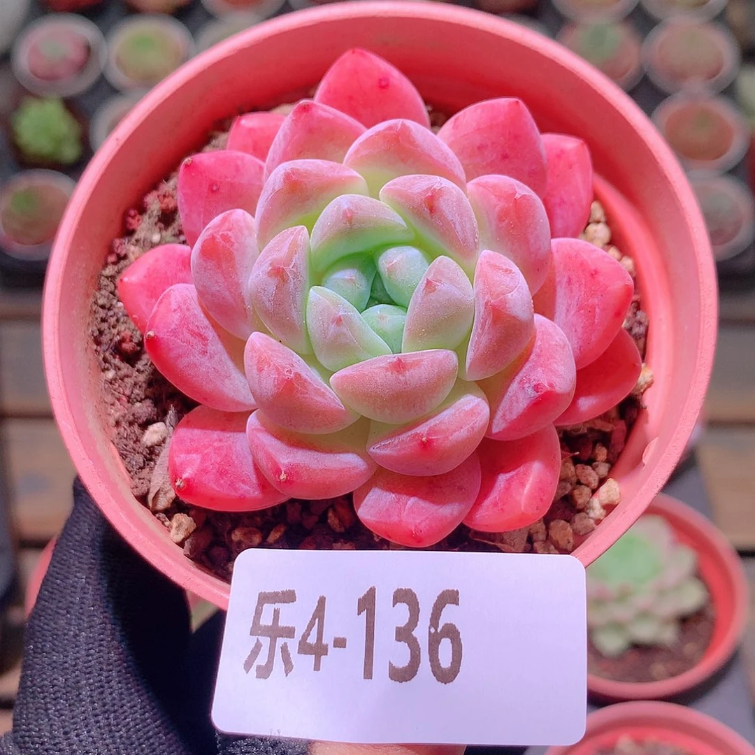 乐然4-136 冰糖单头