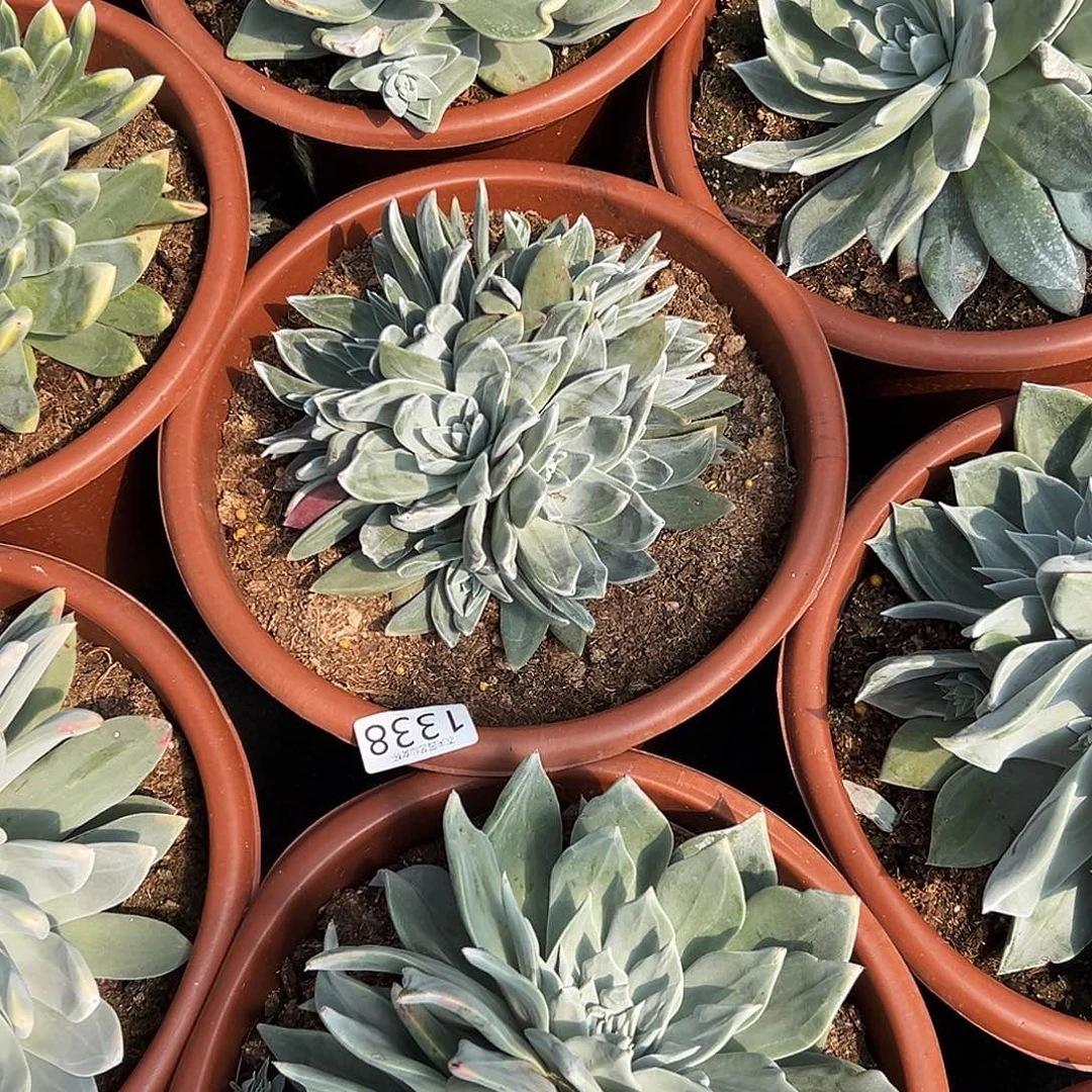 梁*杰圆叶苹果叶仙女杯多肉。