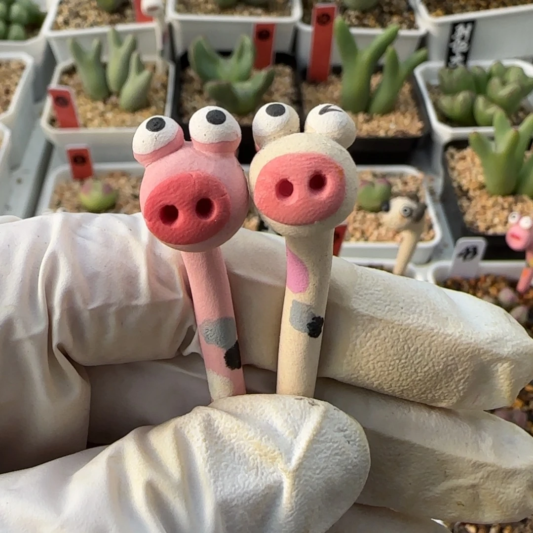 錦***豆1-4-当天满38包邮韩国小蛇花插脱土