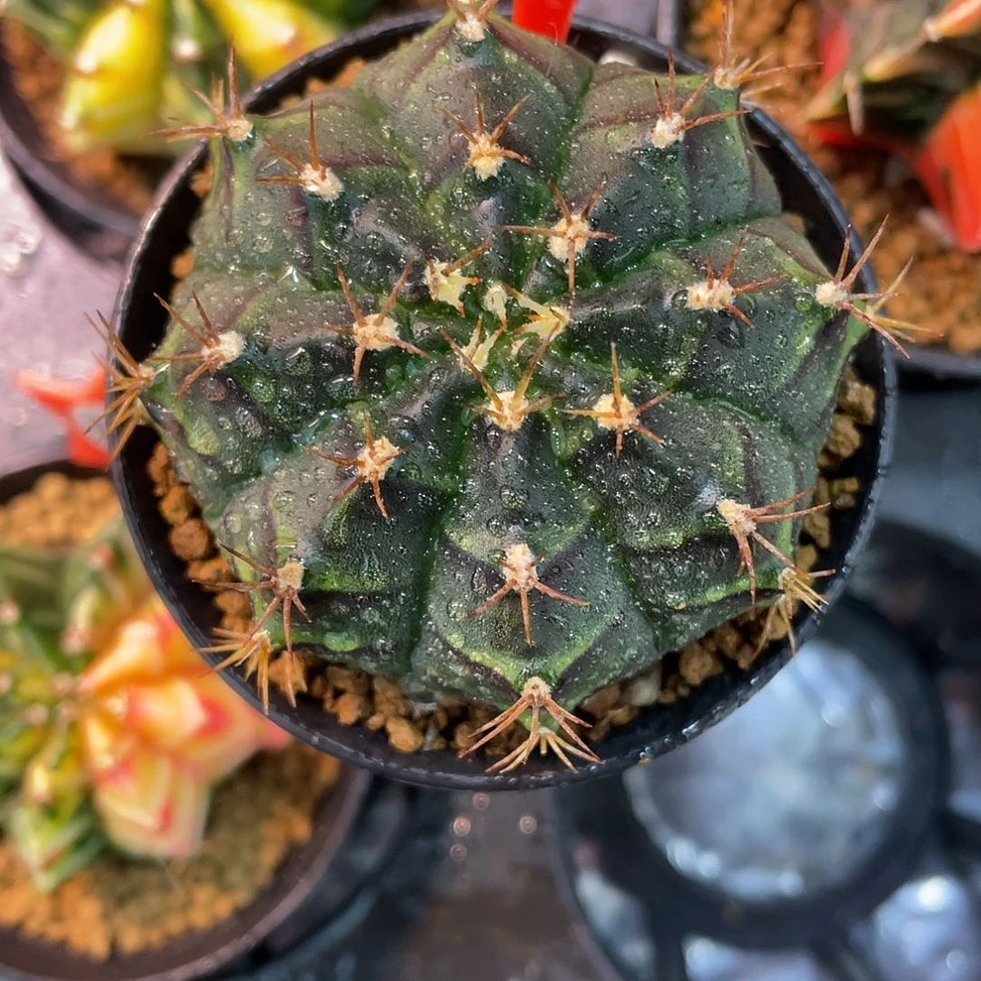 1-120米哈皮色球5.7厘米