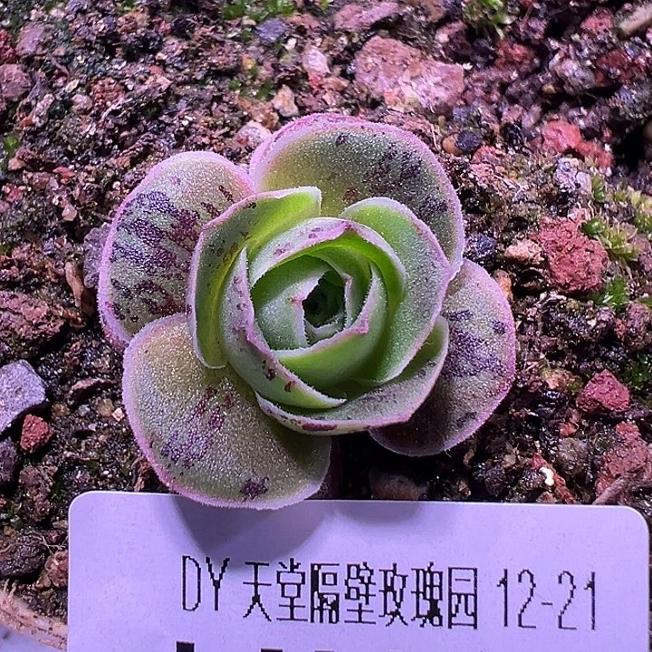 露妮139蕾丝me特级淬炼